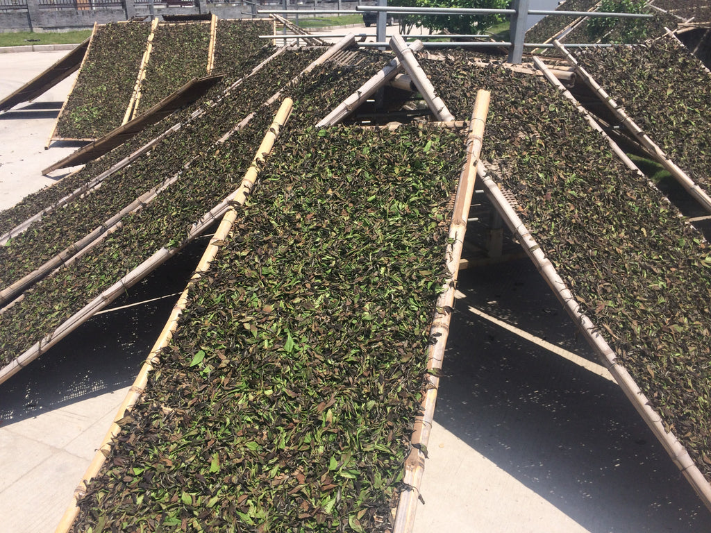 Fuding | Fujian | White Tea