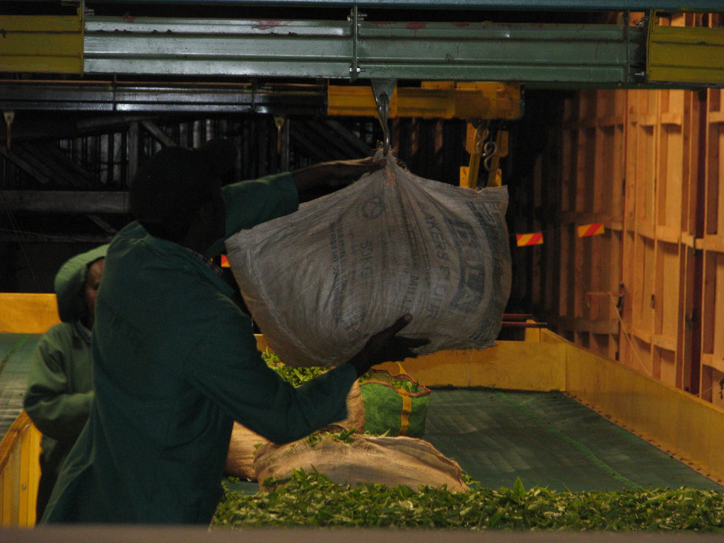 Kenya Blog III - CTC & Orthodox Tea