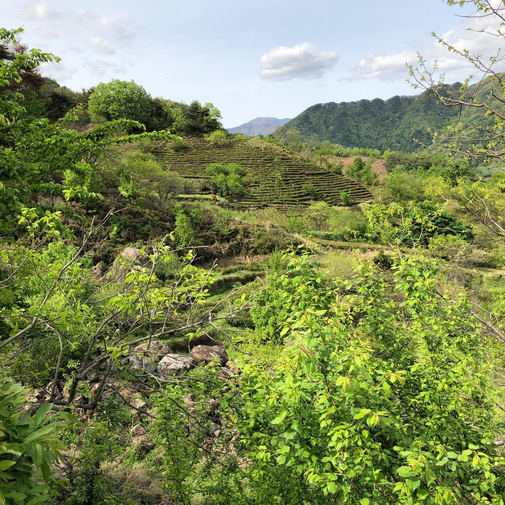 South Korea : Day 3 : Hadong, Goyunsanbang & the magical wood enthusiasts home