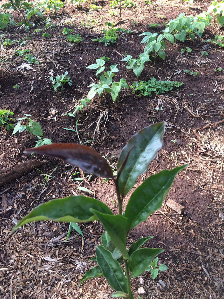 Kenya Blog II - Kenyan Purple Tea? What's it all about?