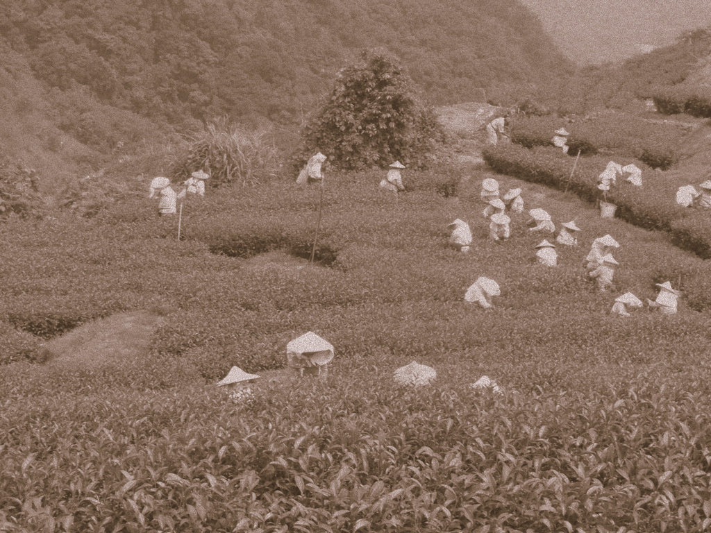 Taiwan Tea Tour : Day 1 : Immersion