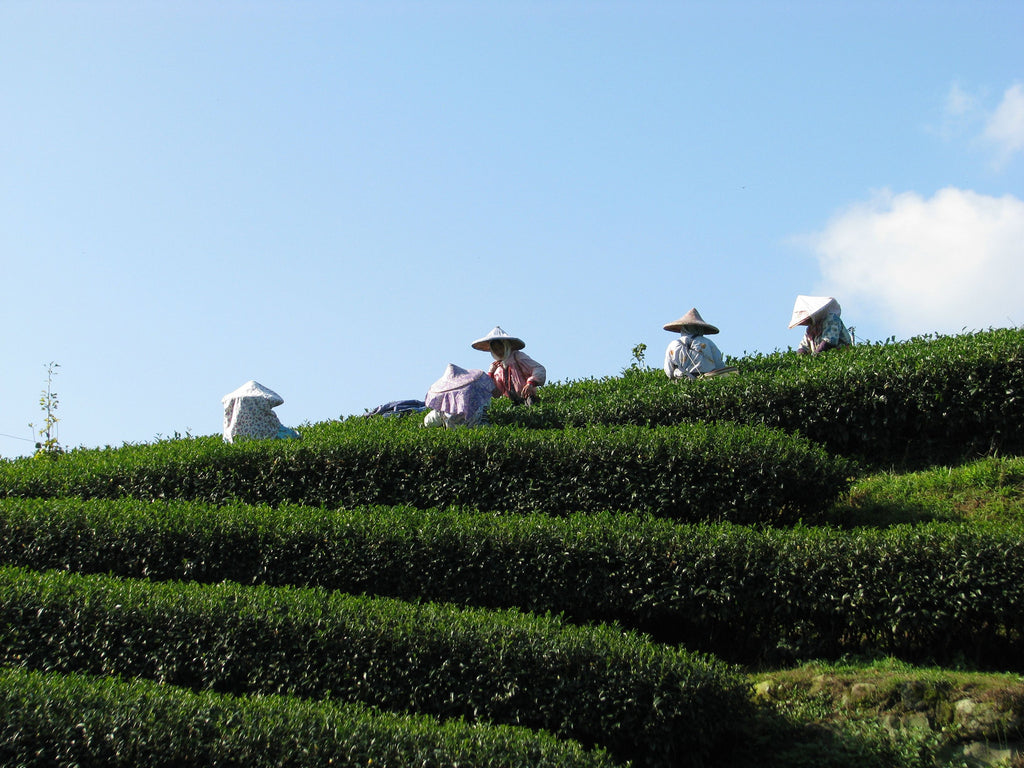 DAY 3 - Tea leaves are sensitive