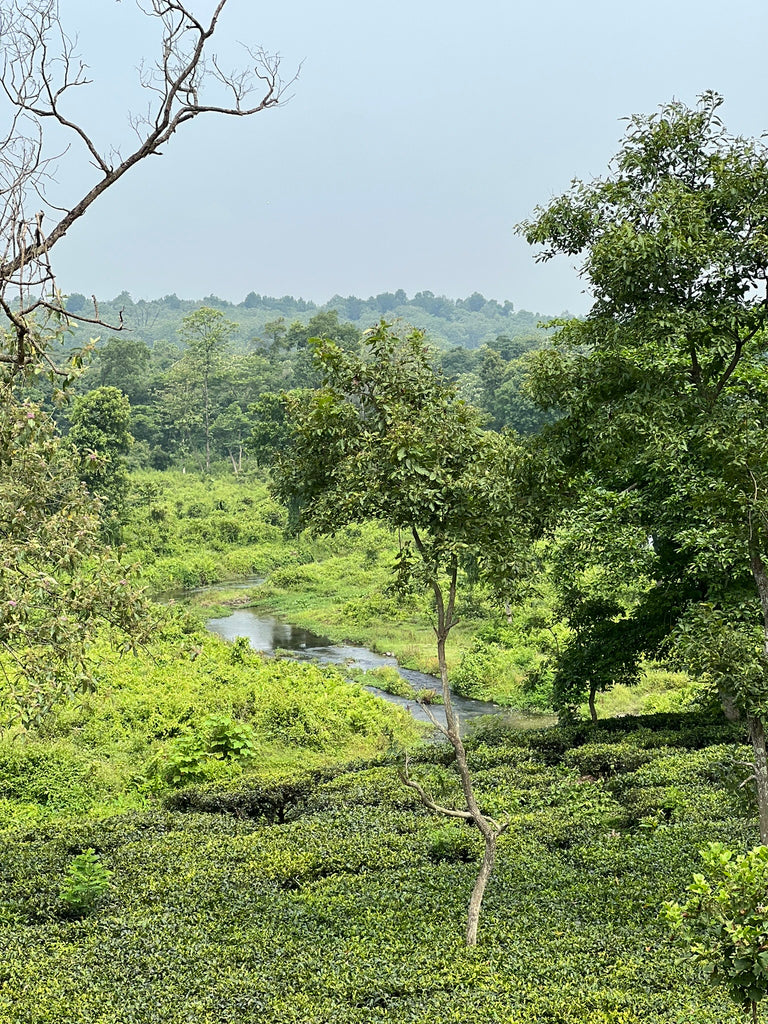 Darjeeling 2022 :  Building biodiversity into monoculture : Nuxalbari Tea Estate