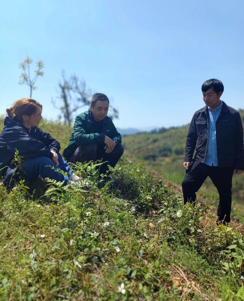 China 2024 Day 2 : China Day 2 : Green tea with Liao Juli & Mr Lang