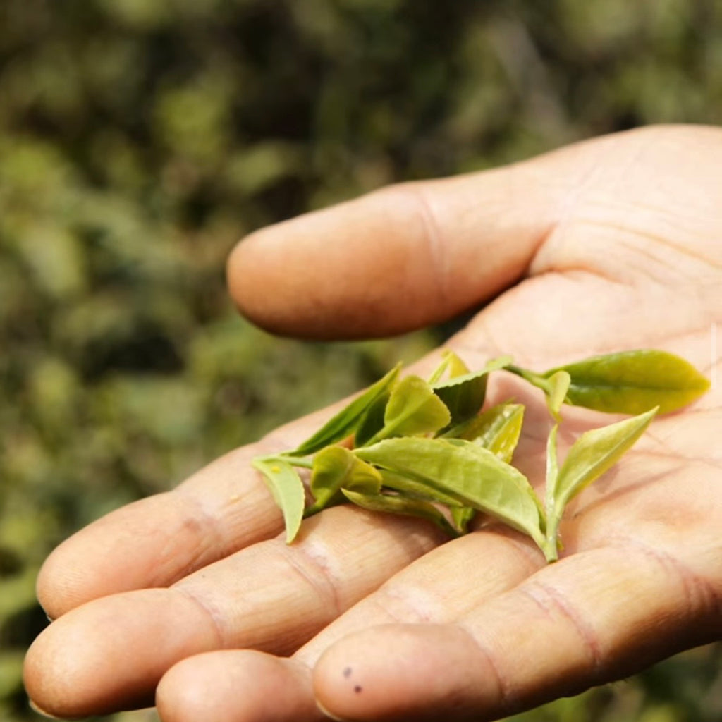 Reflections : A year with tea : April : Connection