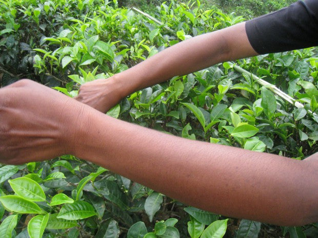 Tea Tales - Blogging Competition