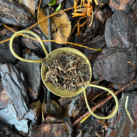 Tokuya’s Sencha Tea (Native Cultivar)