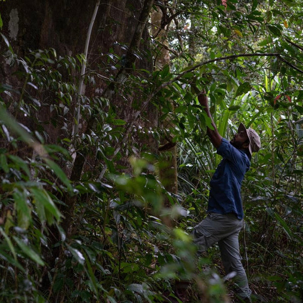 Buddika’s Wild Harvest blend (Black Sri Lankan Tea)