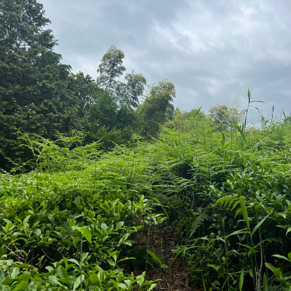 Tokuya’s Sencha Tea (Native Cultivar)