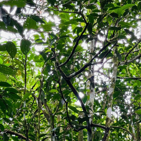 Buddika’s Wild Harvest blend (Black Sri Lankan Tea)