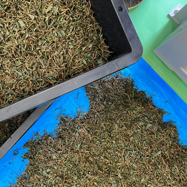 Takahashi San Koucha GABA