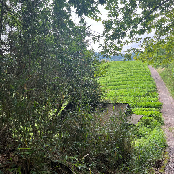 Tokuya’s Sencha Tea (Okumidori Cultivar)