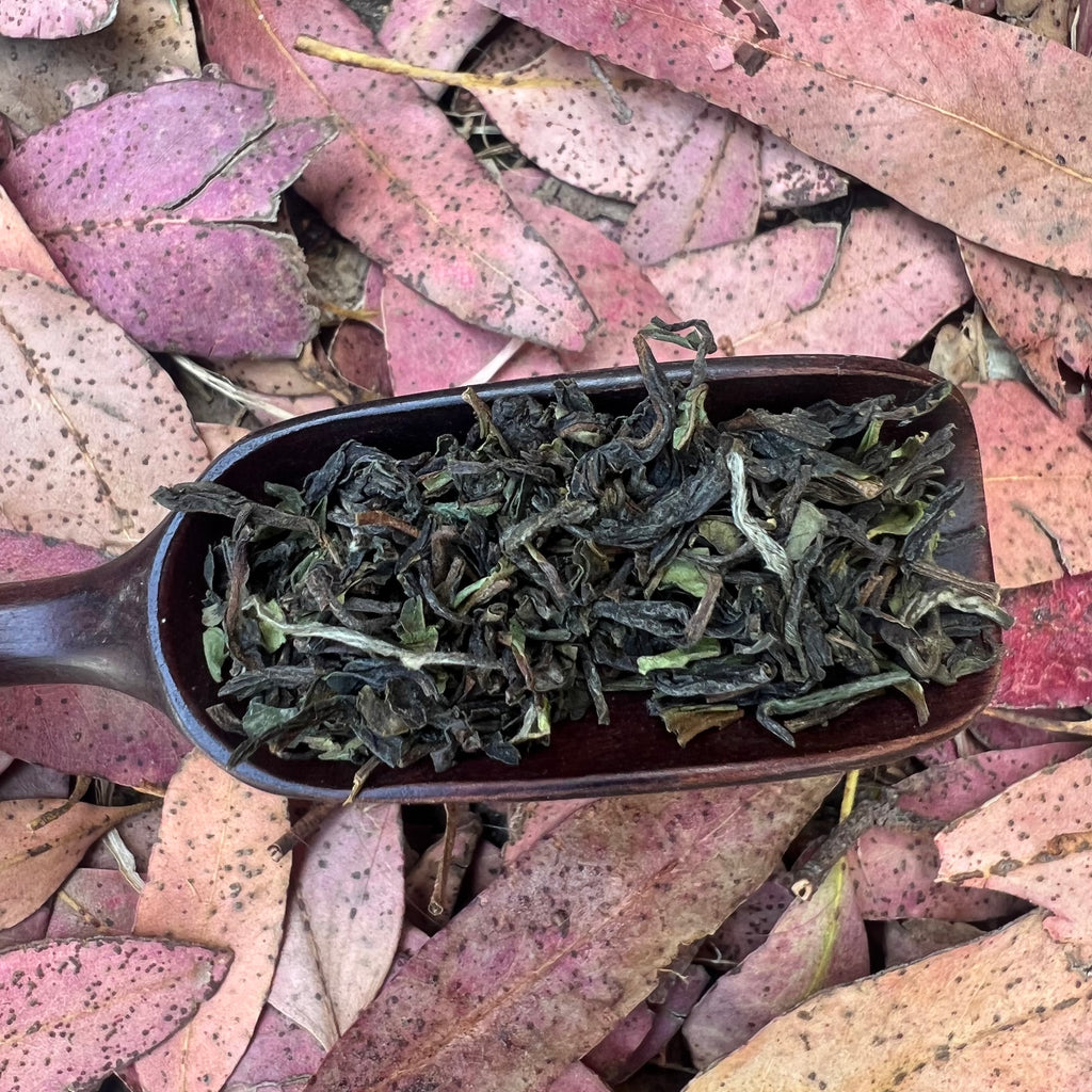 Jungpana 2024 Premium First Flush