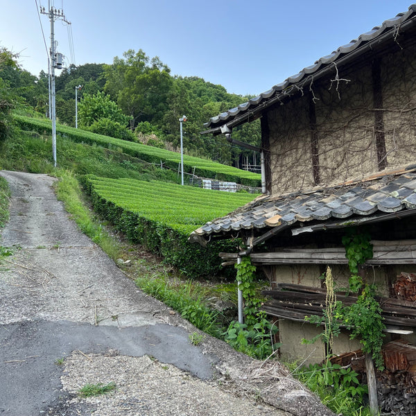 Tokuya’s 2023 Sheng Puer Tea