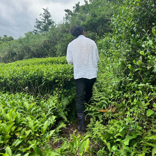 Tokuya’s 2023 Sheng Puer Tea