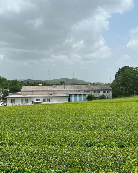 Takahashi San Tamaryokucha first harvest