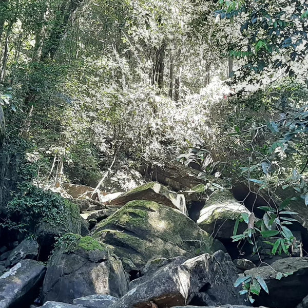 Buddika’s Wild Harvest blend (Black Sri Lankan Tea)