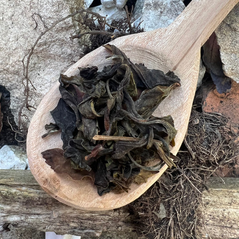 Tokuya’s 2023 Sheng Puer Tea