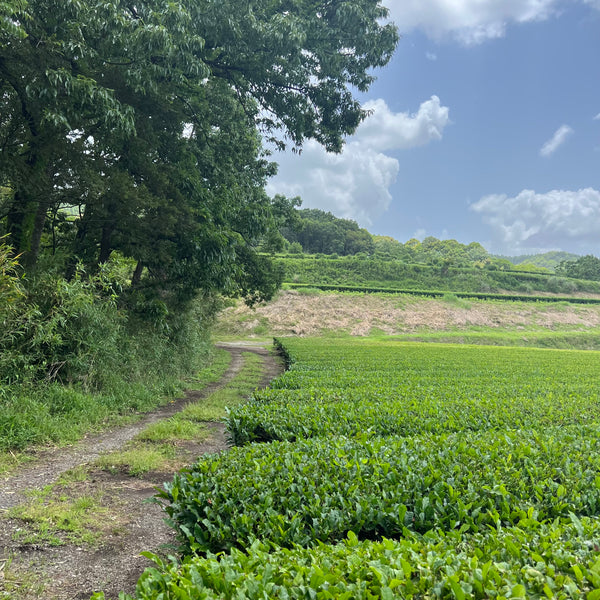 Takahashi San Tamaryokucha first harvest