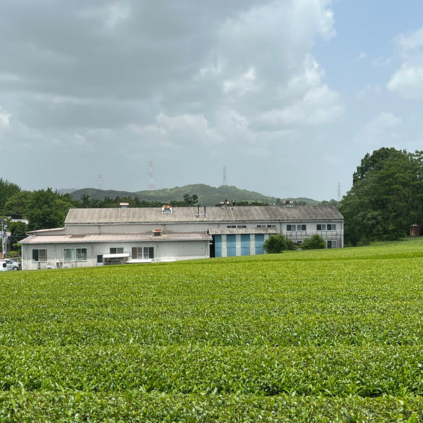 Takahashi San Tamaryokucha GABA