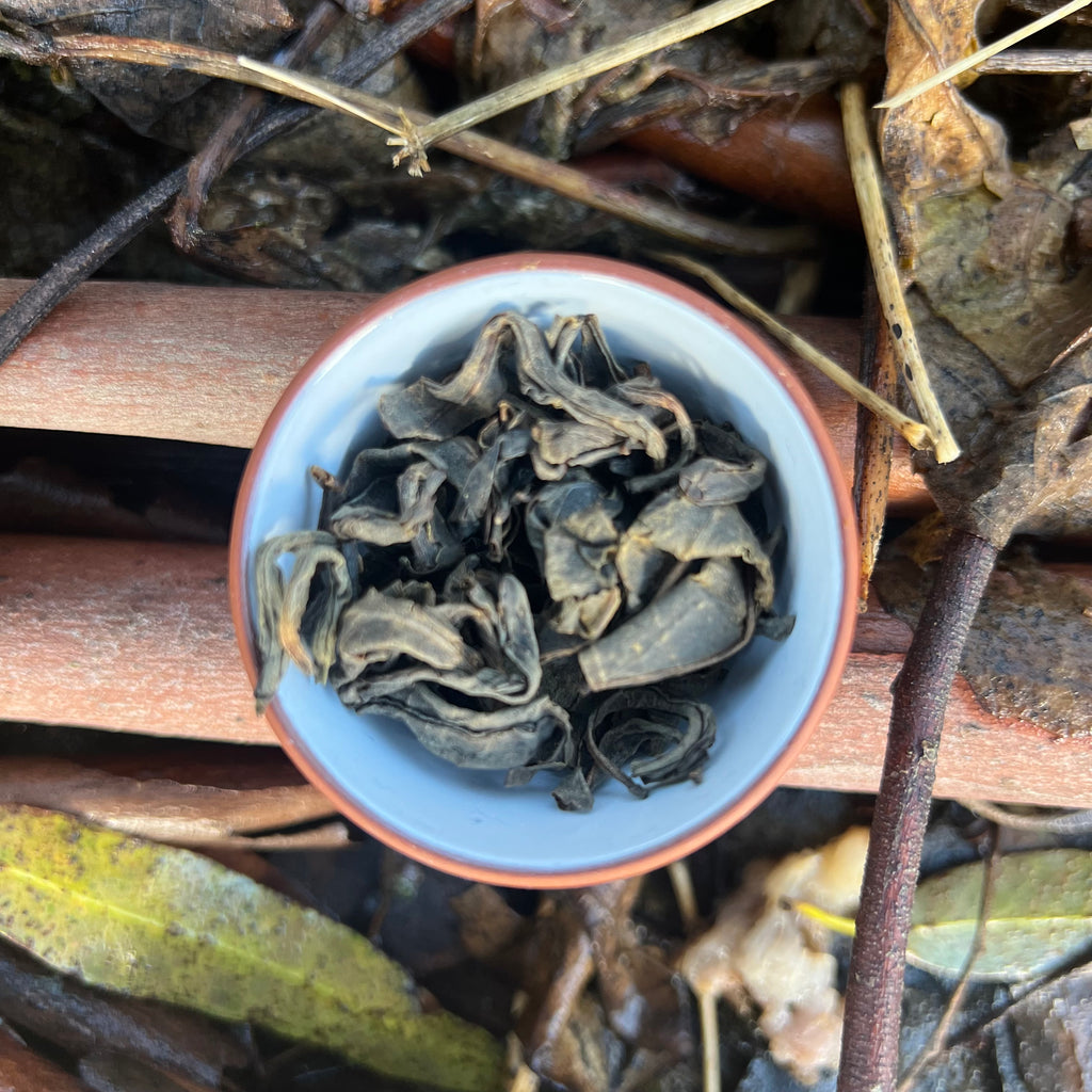 Takahashi San Koucha GABA