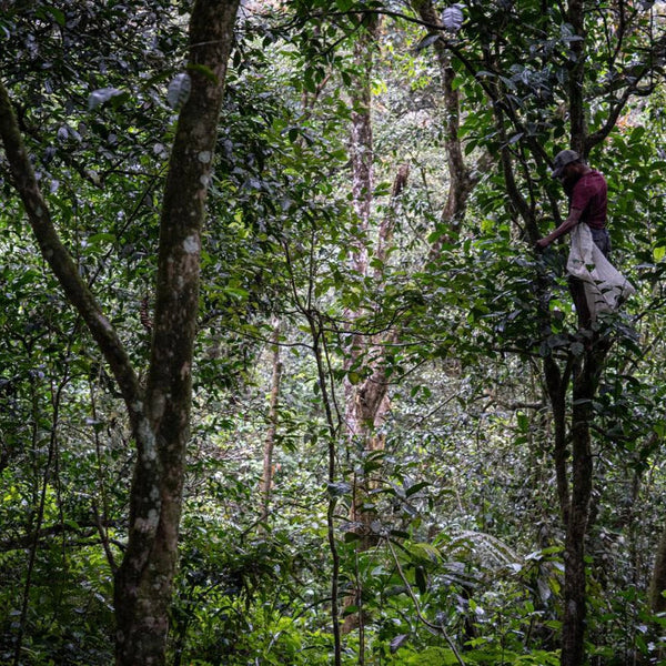 Buddika’s Wild Harvest blend (Black Sri Lankan Tea)