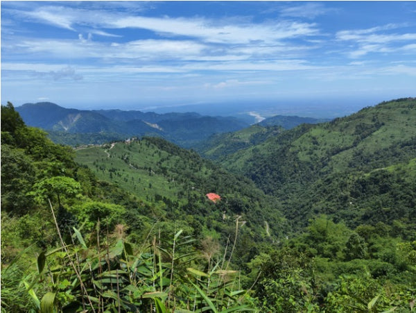 Jungpana 2024 Premium First Flush