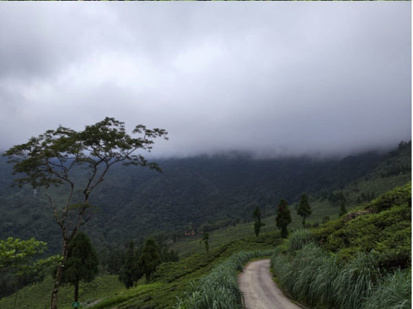 Jungpana 2024 Premium First Flush