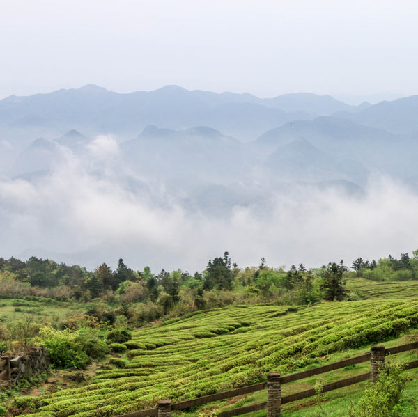 2023 Long Jing Tea