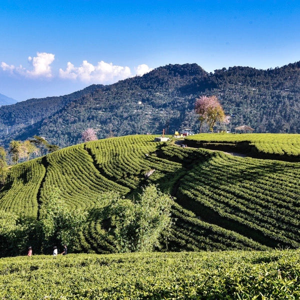 Premium 2024 First Flush : TEMI