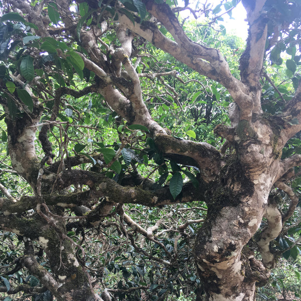 2018 Sheng Puer : A Bai La co-operative Jingmai mountain