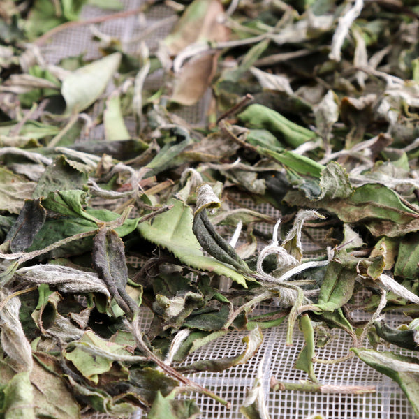 Mr Zheng's 2024 Bai Mu Dan