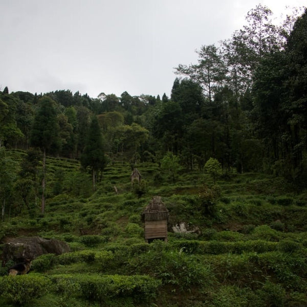 2024 Niroulas First Flush Darjeeling Tea