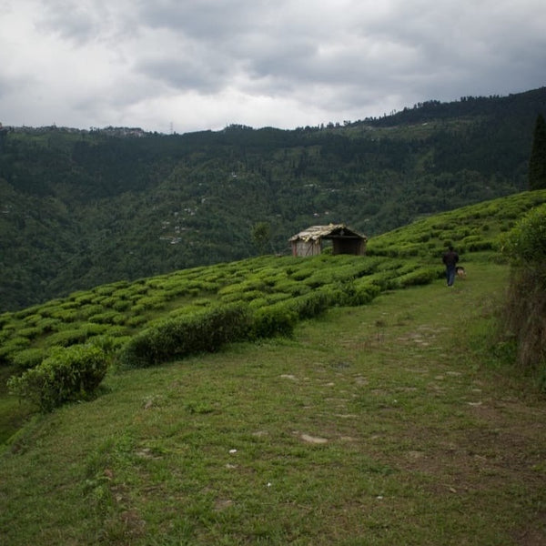 2024 Niroulas First Flush Darjeeling Tea