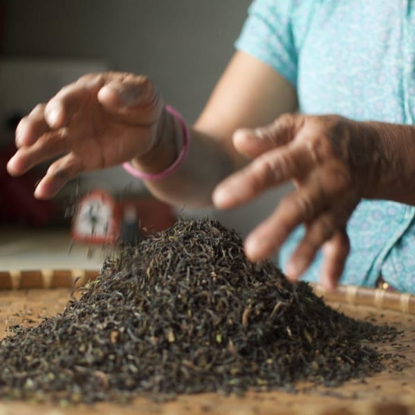 2024 Niroulas First Flush Darjeeling Tea