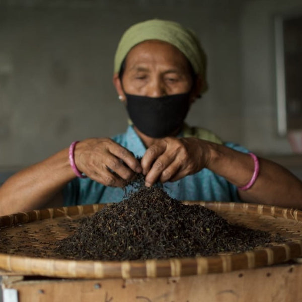 2024 Niroulas First Flush Darjeeling Tea