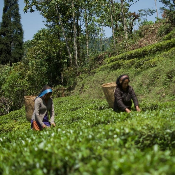 2024 Niroulas First Flush Darjeeling Tea