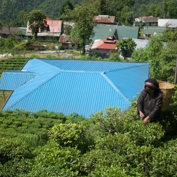 2024 Niroulas First Flush Darjeeling Tea