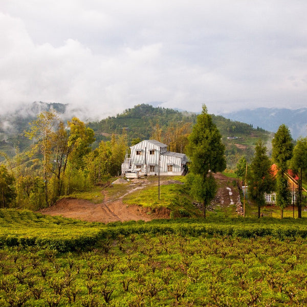 Nepalese Sagarmatha Gold