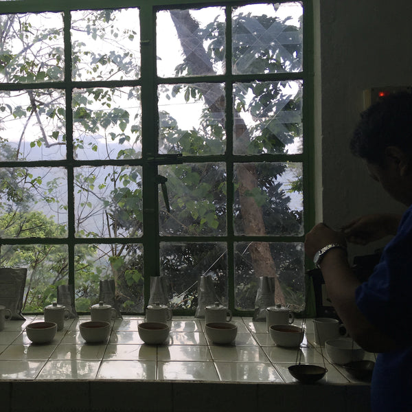 Glenburn 2025 First Flush Darjeeling Tea