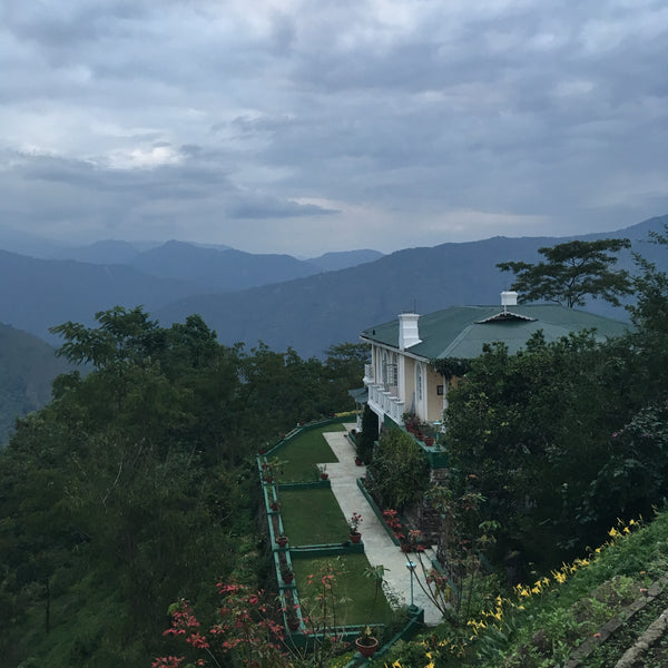 Glenburn 2025 First Flush Darjeeling Tea