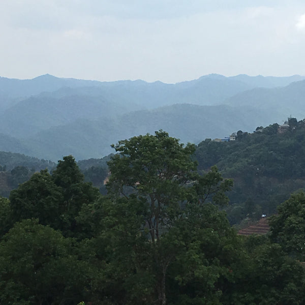2018 Sheng Puer 8g ball : A Bai La co-operative Jingmai mountain