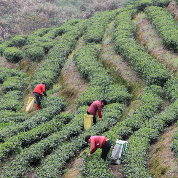 Mr Zheng's 2024 Bai Mu Dan