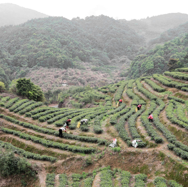 Mr Zheng's Bai Mu Dan (Organic Premium)