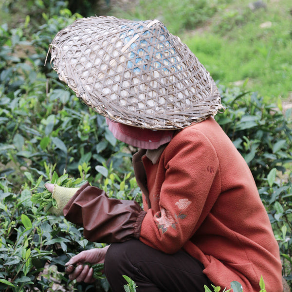 Mr Zheng's 2024 Bai Mu Dan