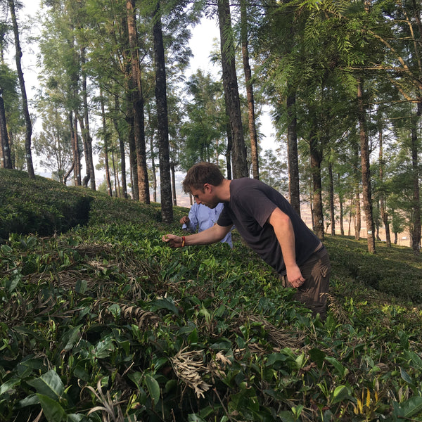 Murali 's Nilgiri Green