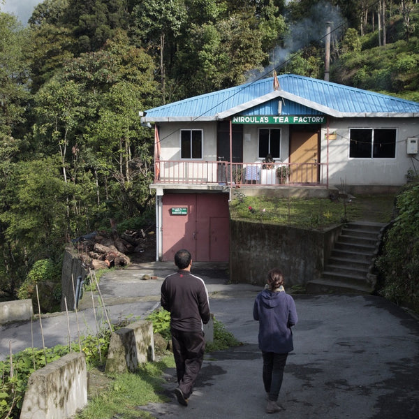 2024 Niroulas First Flush Darjeeling Tea