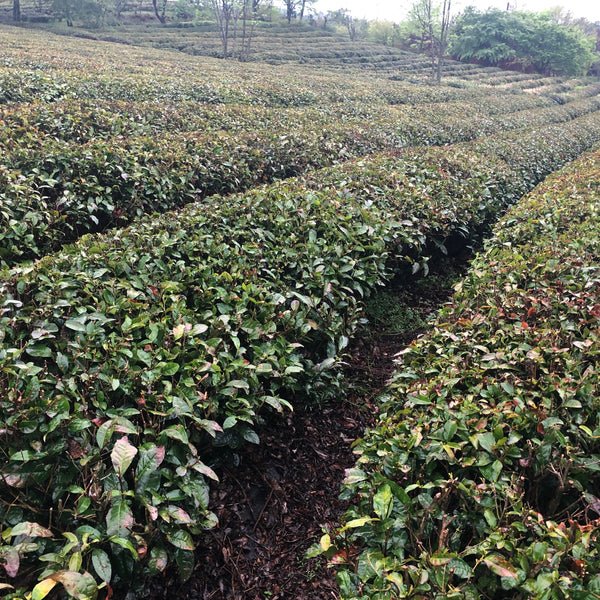 Soo Soo Choi's South Korean Ryohongcha (Black Tea)