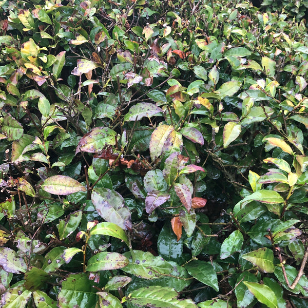 Soo Soo Choi's South Korean Ryohongcha (Black Tea)