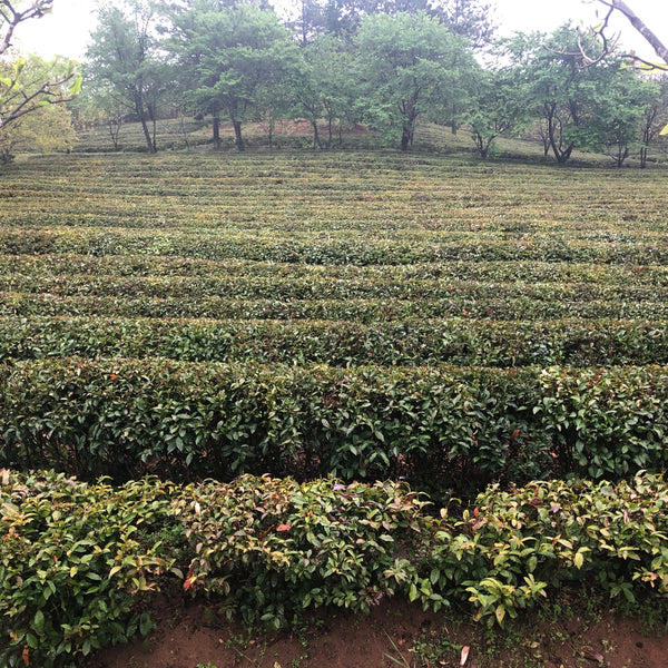 Soo Soo Choi's South Korean Ryohongcha (Black Tea)